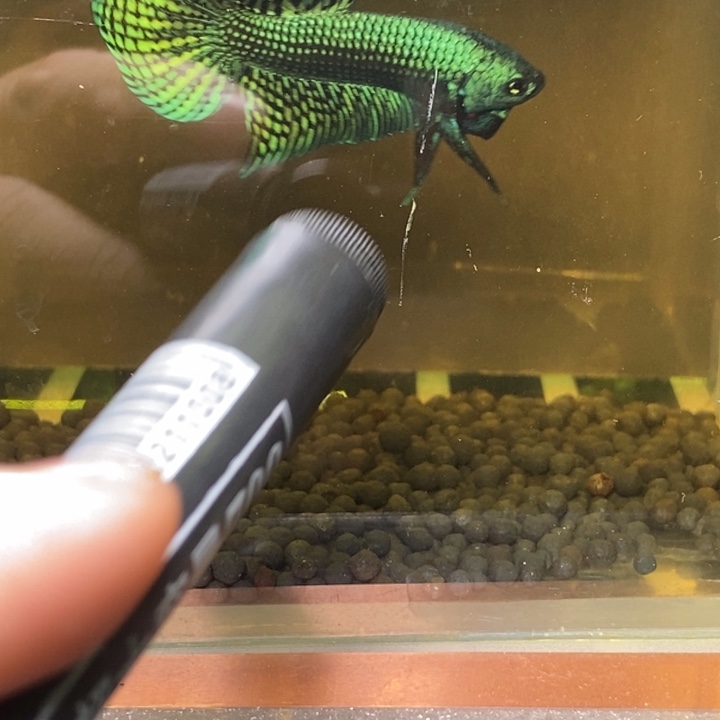 斗鱼泰国斗鱼337号