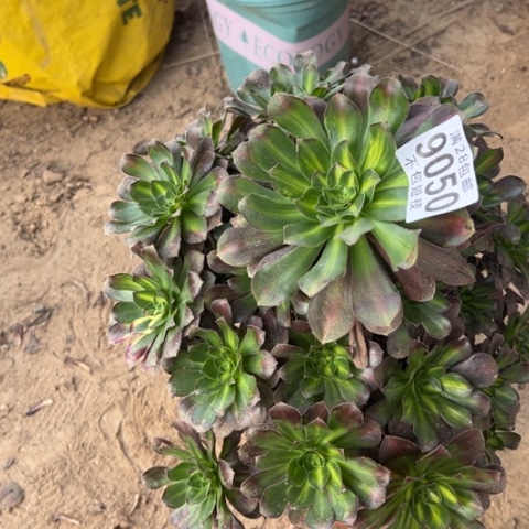 爱马仕中斑多肉植物9050