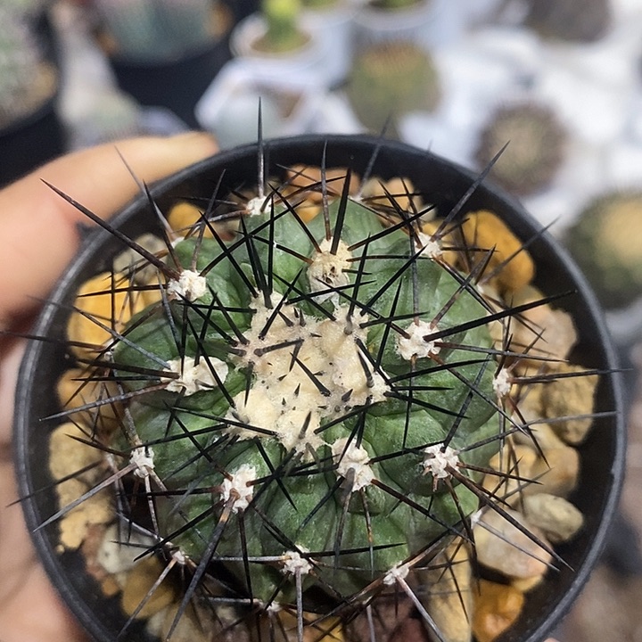 龙爪球仙人球侧芽自根