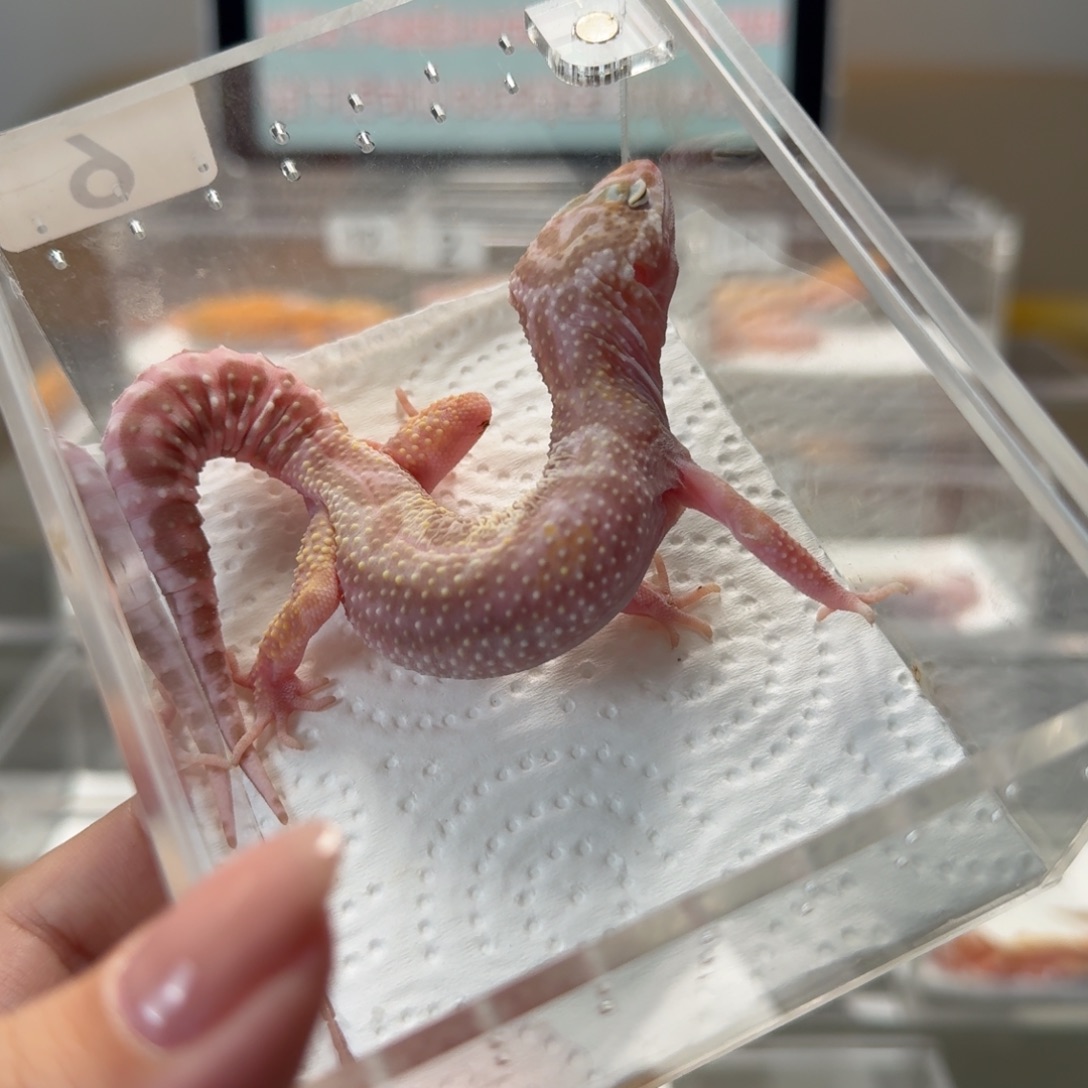 豹纹守宫雪花川普妹妹