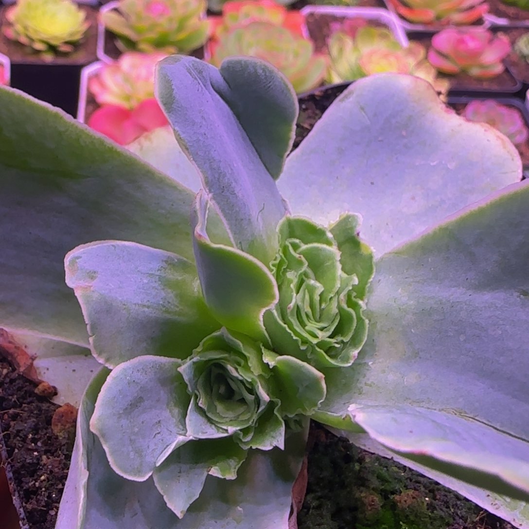 冰衍12353467676767643886