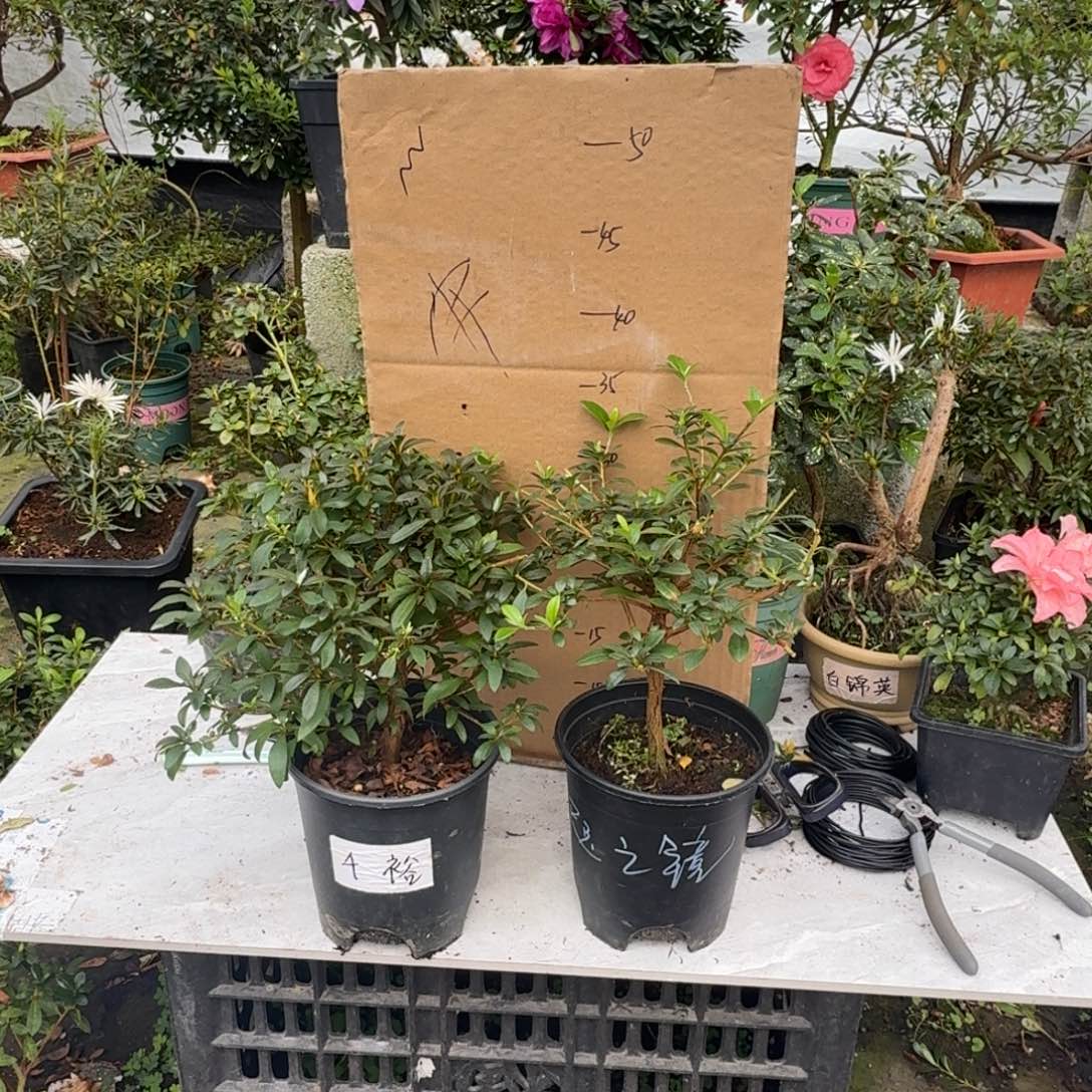 o***e完全开放八尺和千欲杜鹃花