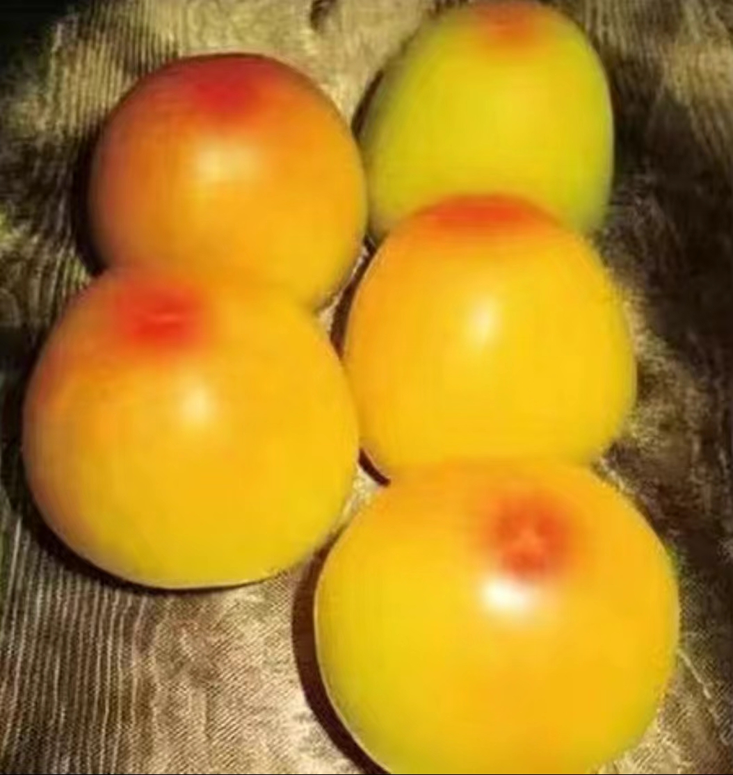  正宗金黄一点红柿子种籽