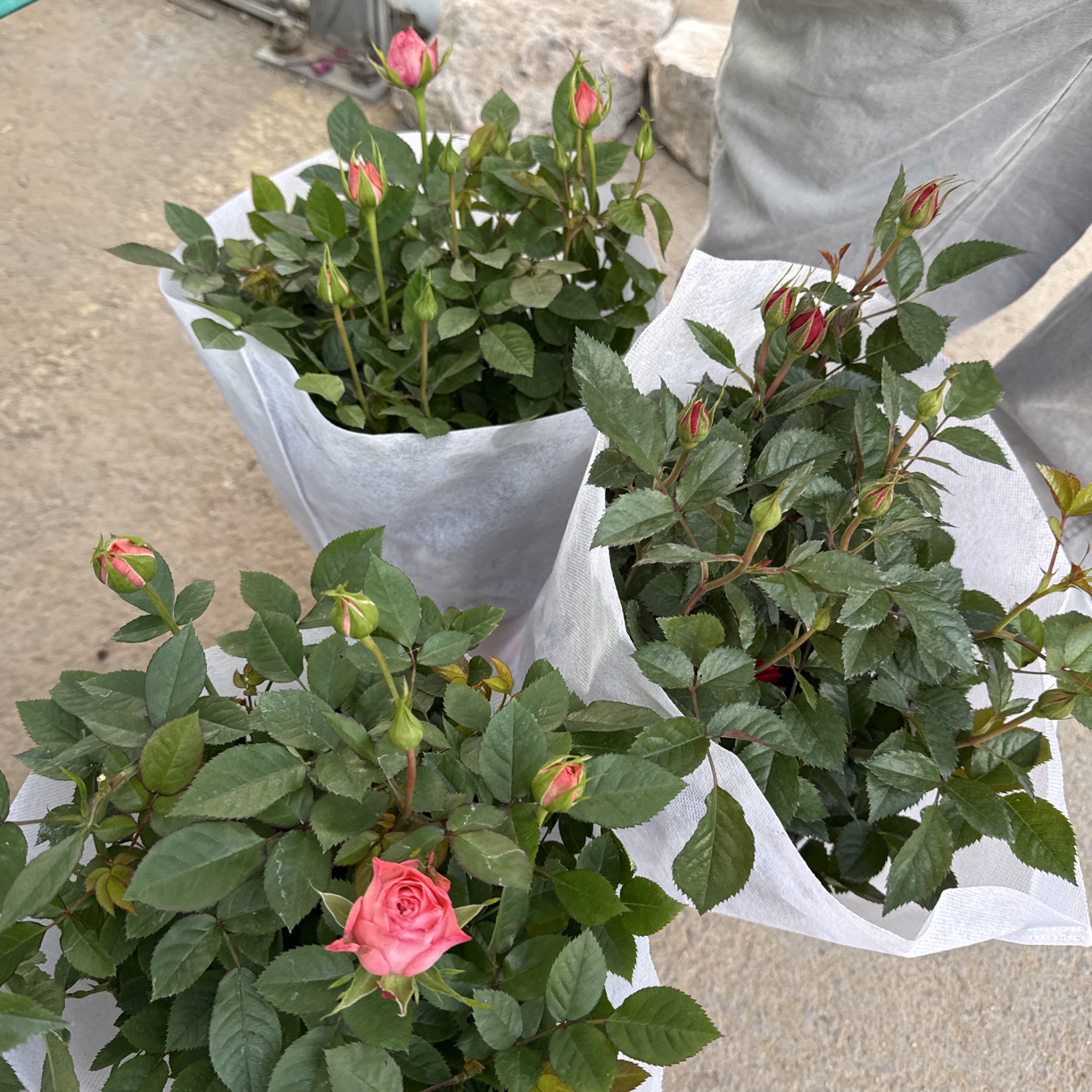 《混色玫瑰》新手易养盆栽阳台庭院花卉多季节开花爆花植物好养活