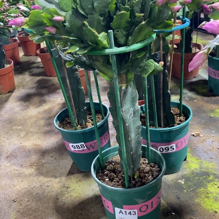 大部分花苞少量开放143嫁接073