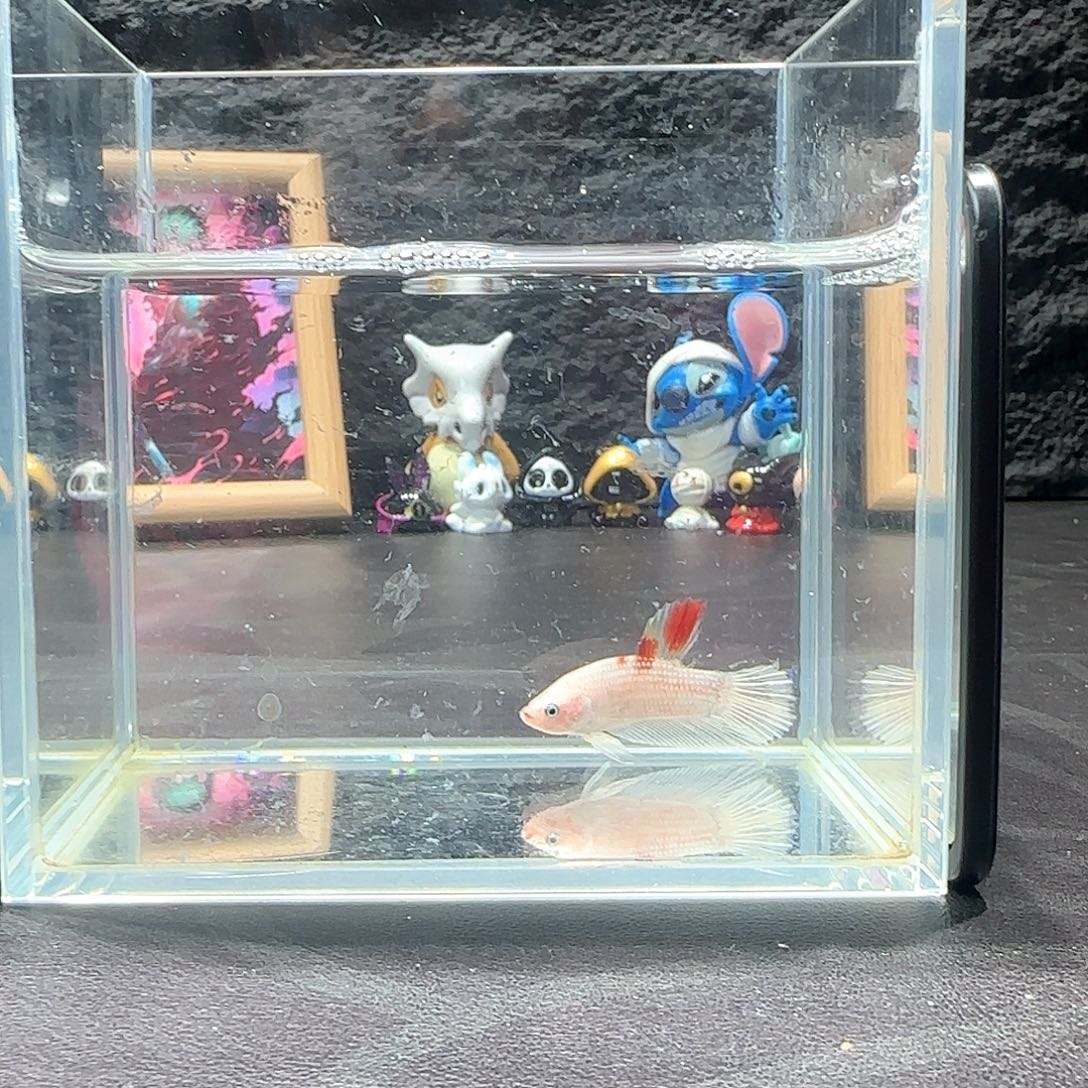 斗鱼十二月二十七号