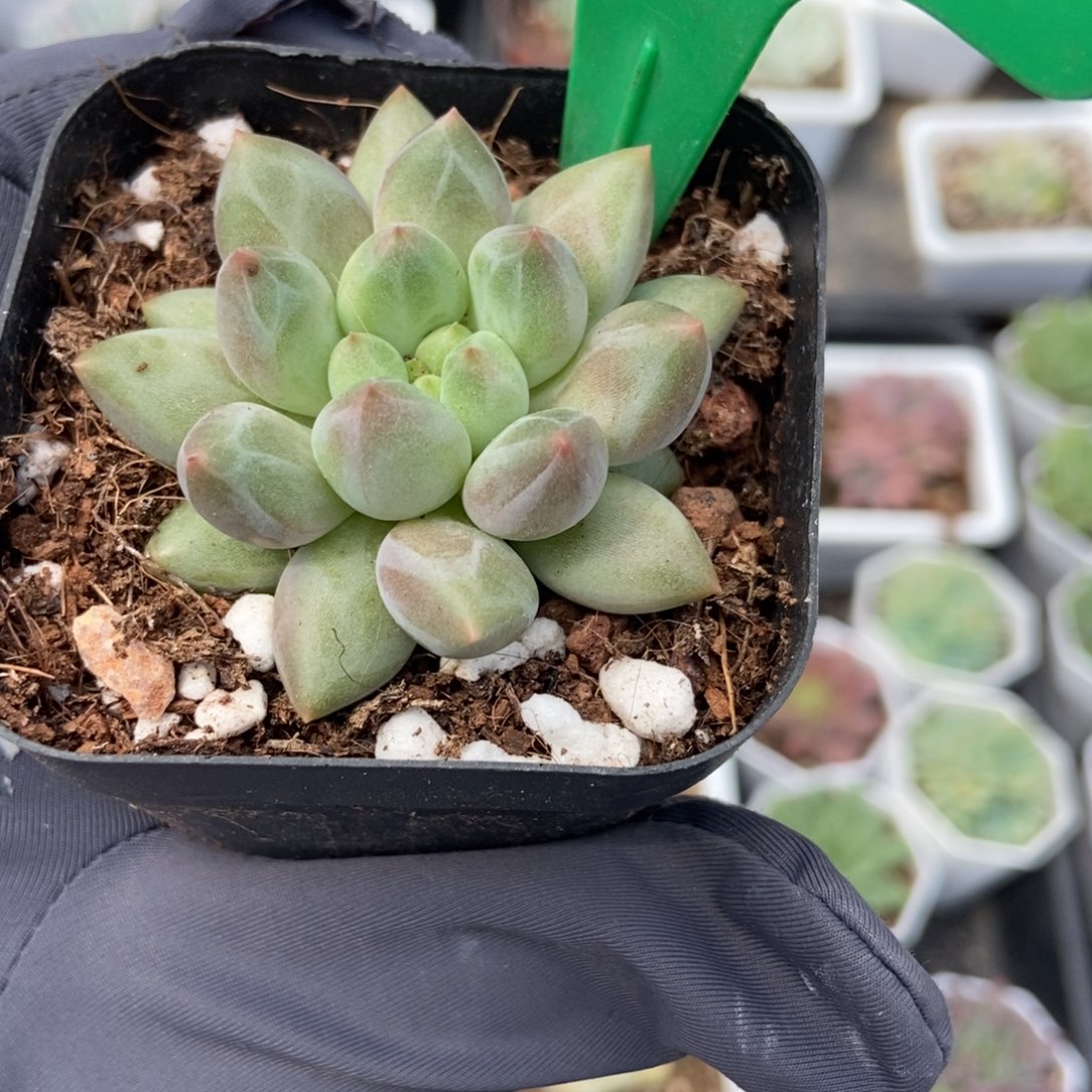 984水晶球多肉植物保护