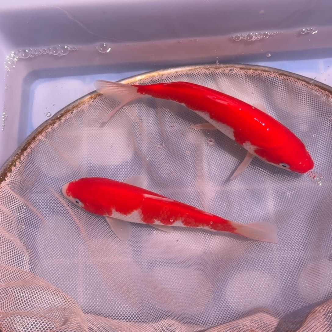 锦鲤精品锦鲤大卖中