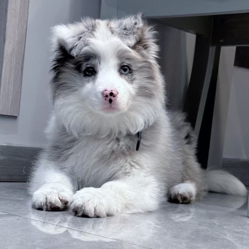 精品可爱边牧狗狗牧羊犬