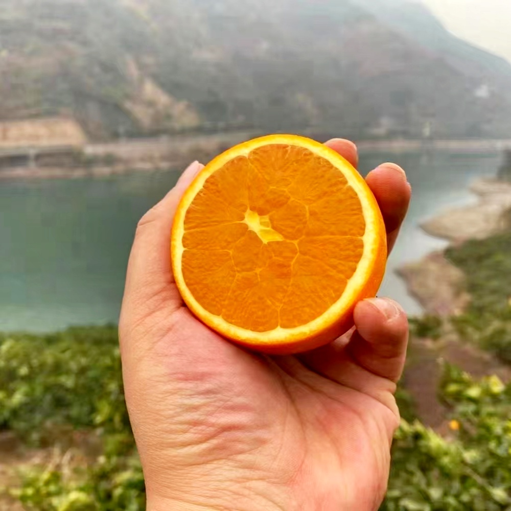 秭归脐橙九月红果冻橙当季10斤整箱新鲜甜橙子果冻橙柑橘大果 