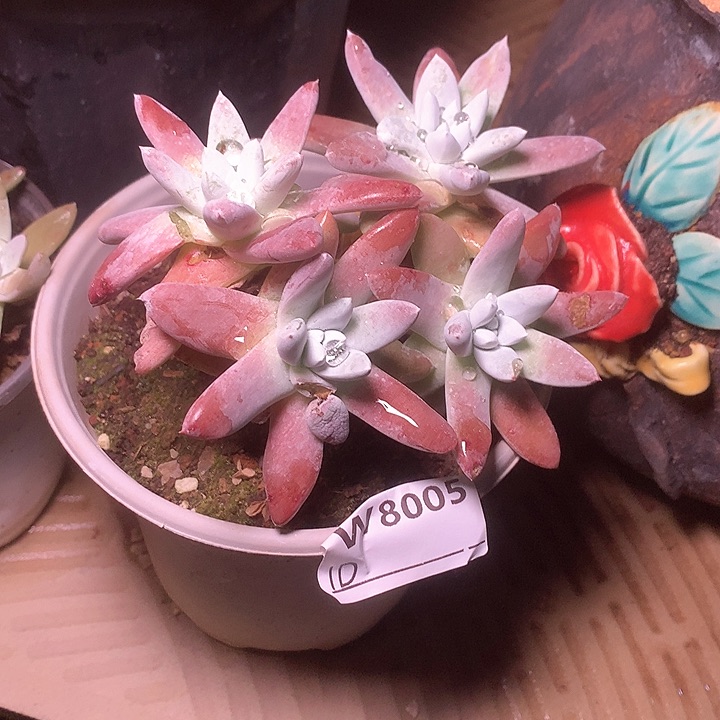 8005刘丹杂交多肉