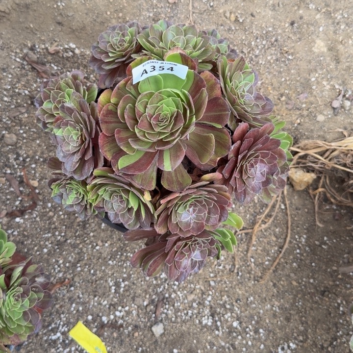 354花月夜 多肉植物