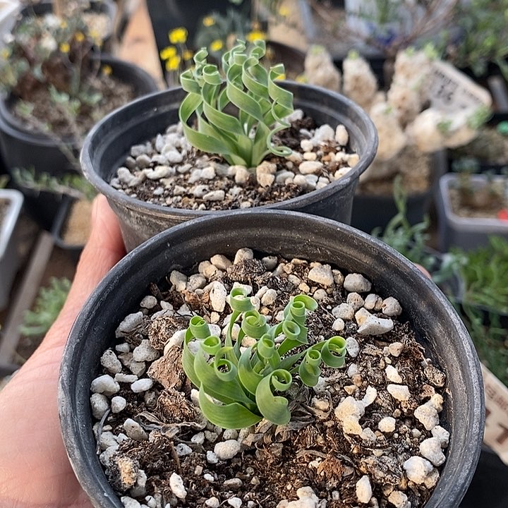 196贵妃弹簧草一一一一