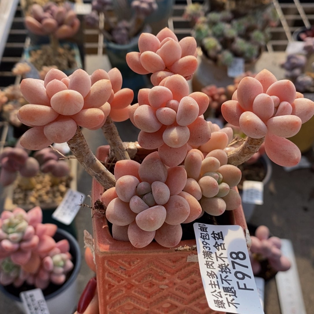 鱼子酱978/9cm多肉