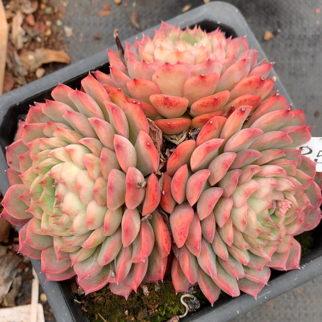 2533杂交多肉植物