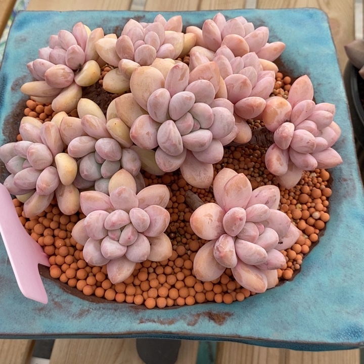 控养老桩香水韩版，艾莎1.3