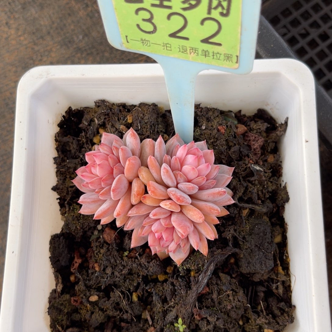 云尘多肉一物一拍322