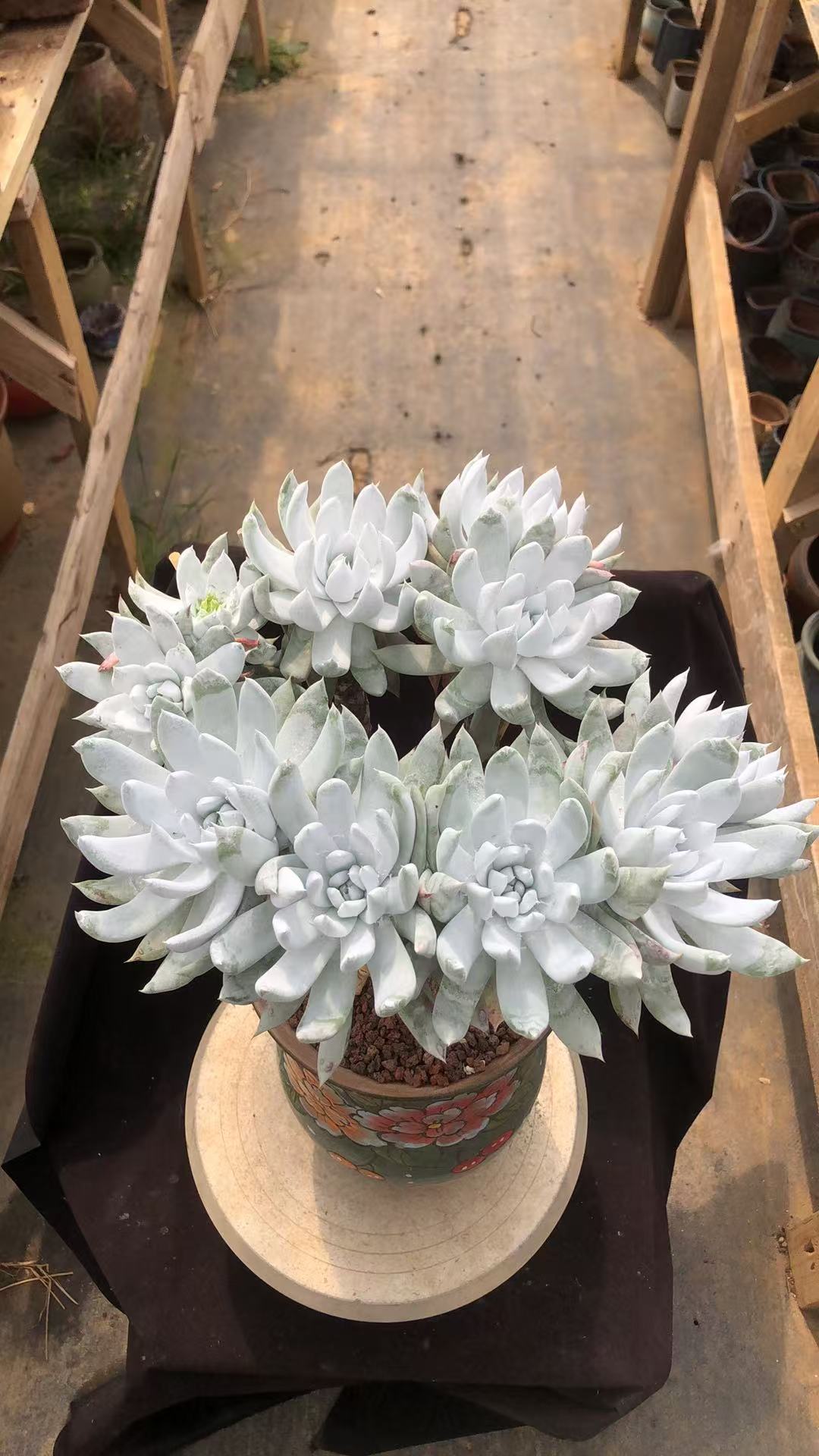 帕翠莎平头小树桩朵朵缀精控 仙气飘飘 