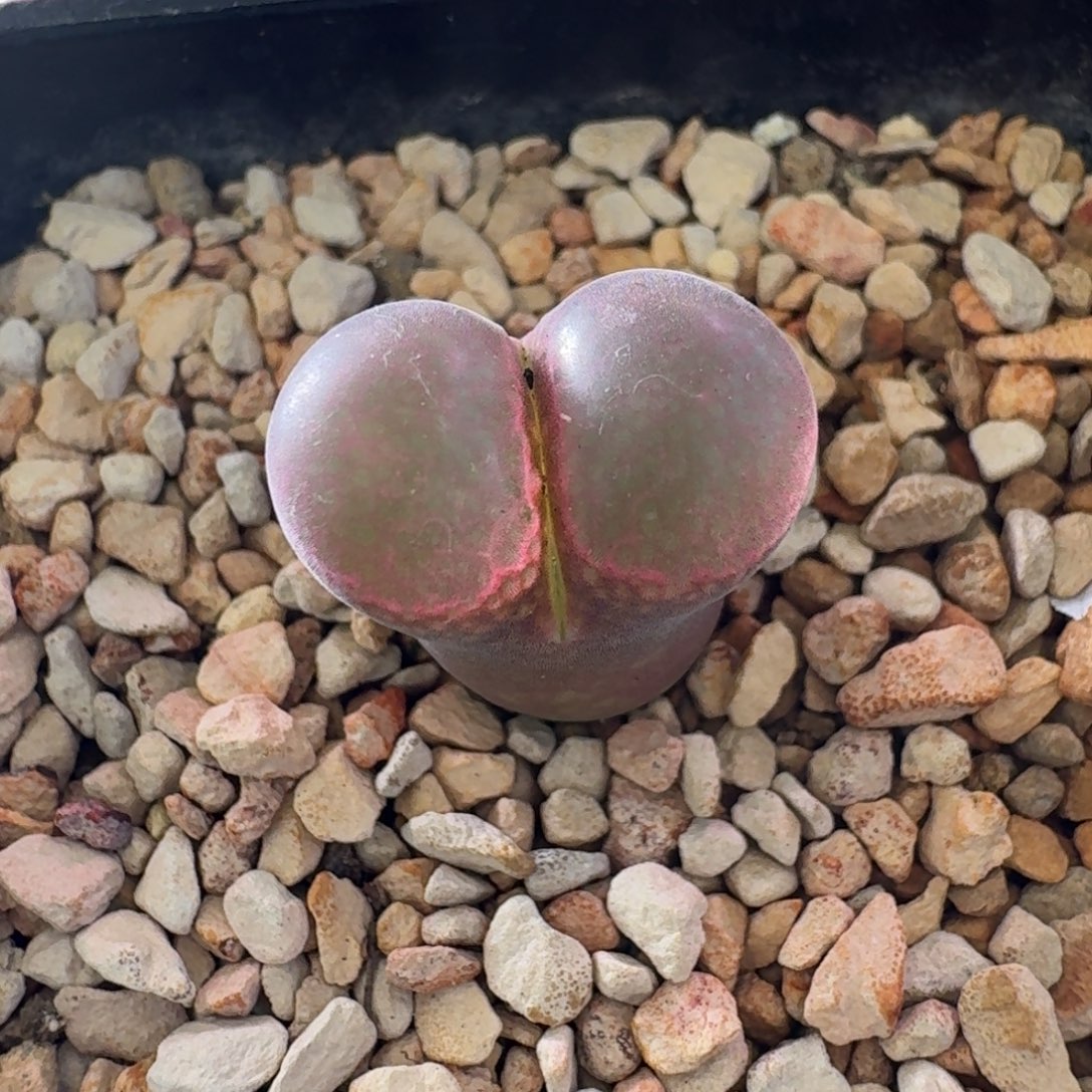 云缦精品番杏5.9 Z860 