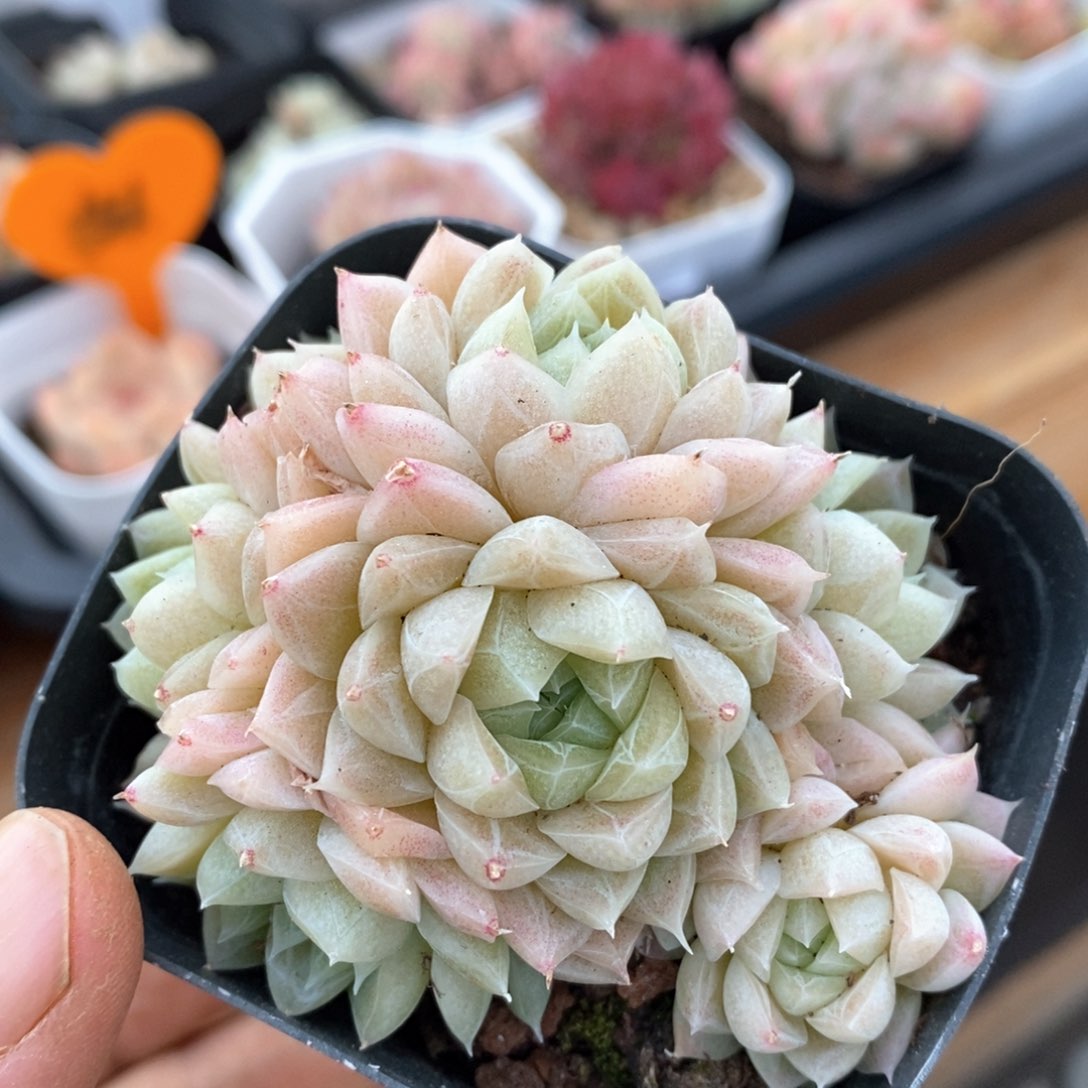 精品多肉一物一拍不包整172