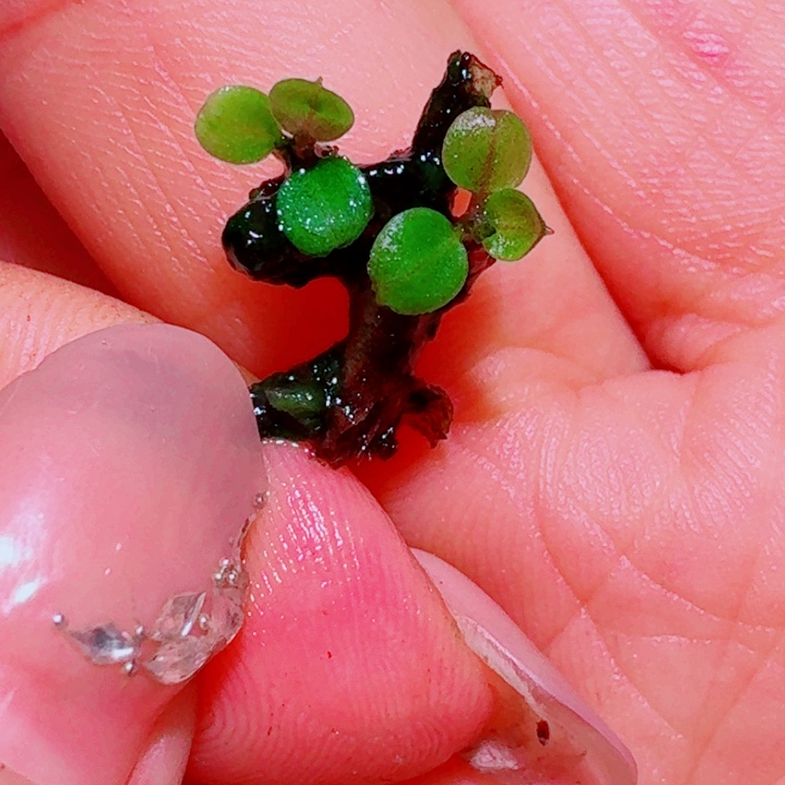 无花朵福利60号福利价植物一头