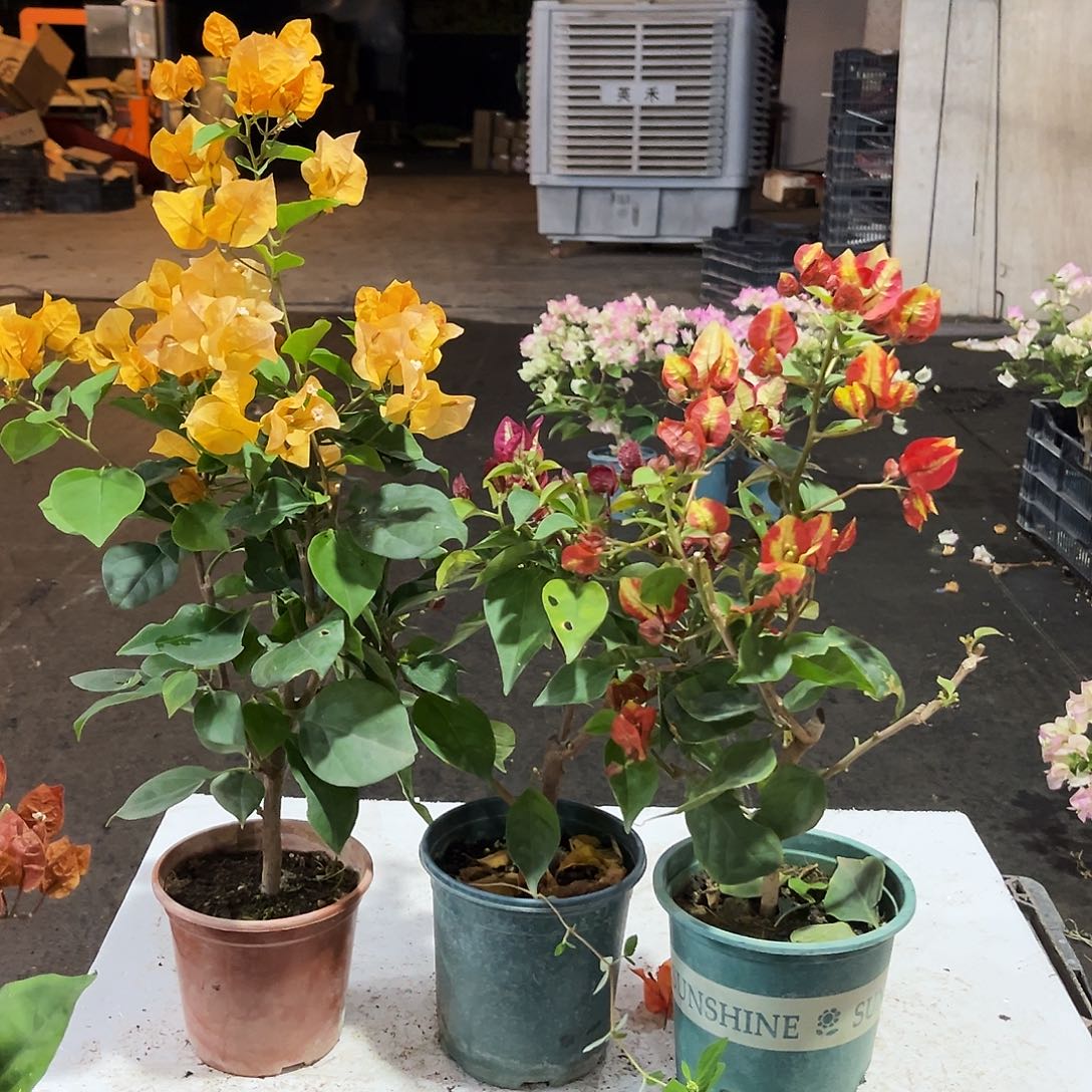 完全开放加州黄，倾城，哪吒