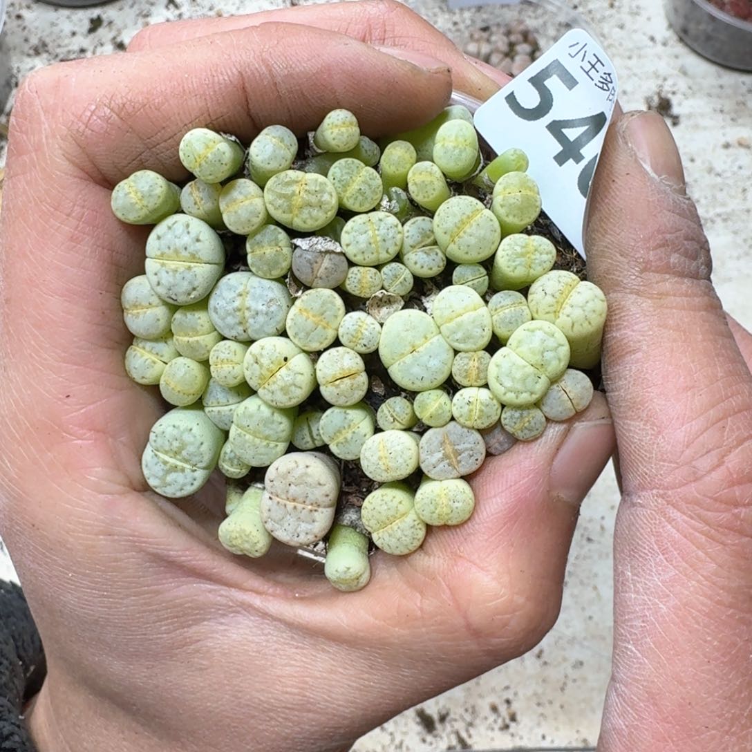 540。绿唇一盒多肉植物