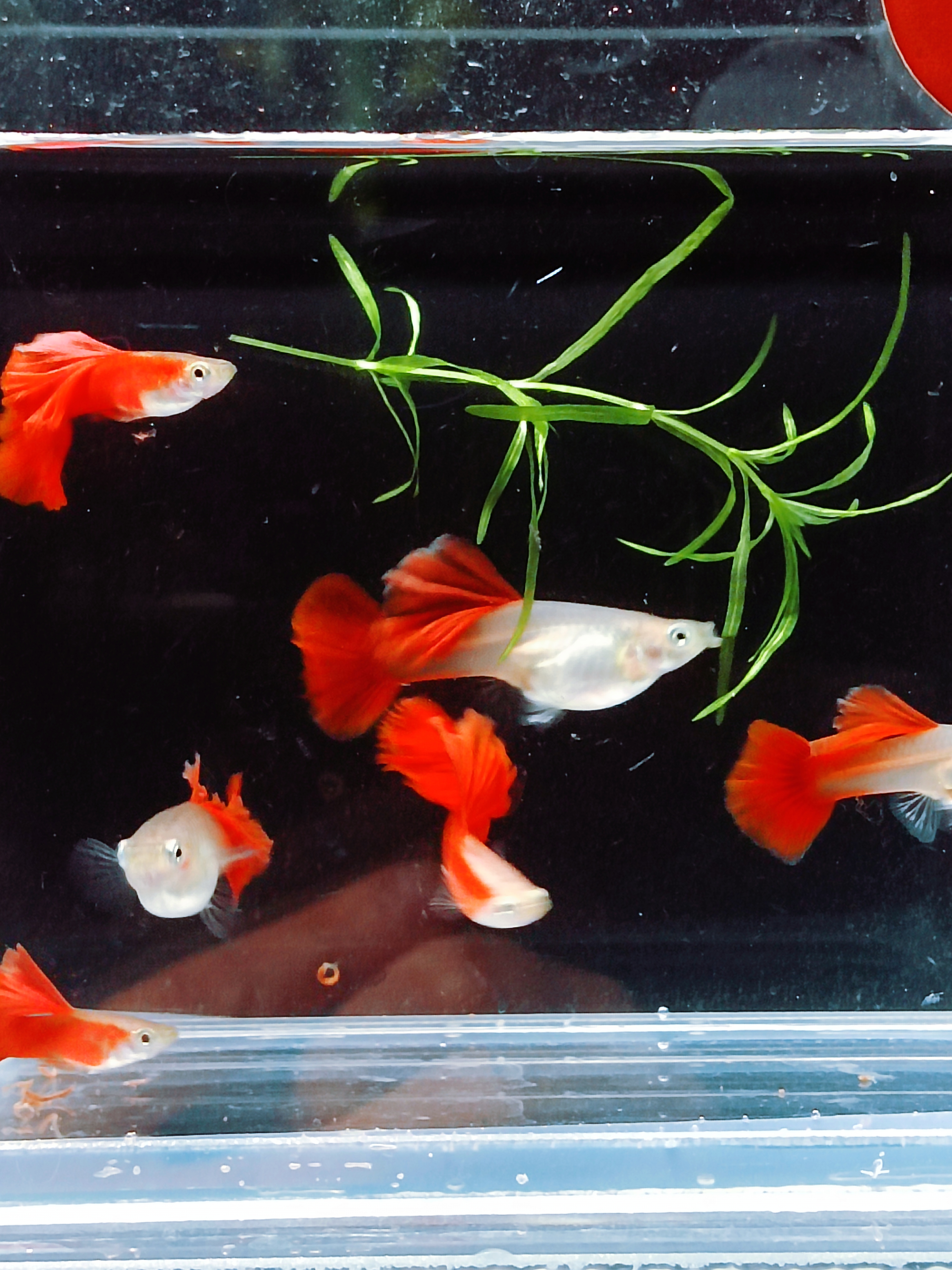 大背血红  ，孔雀鱼