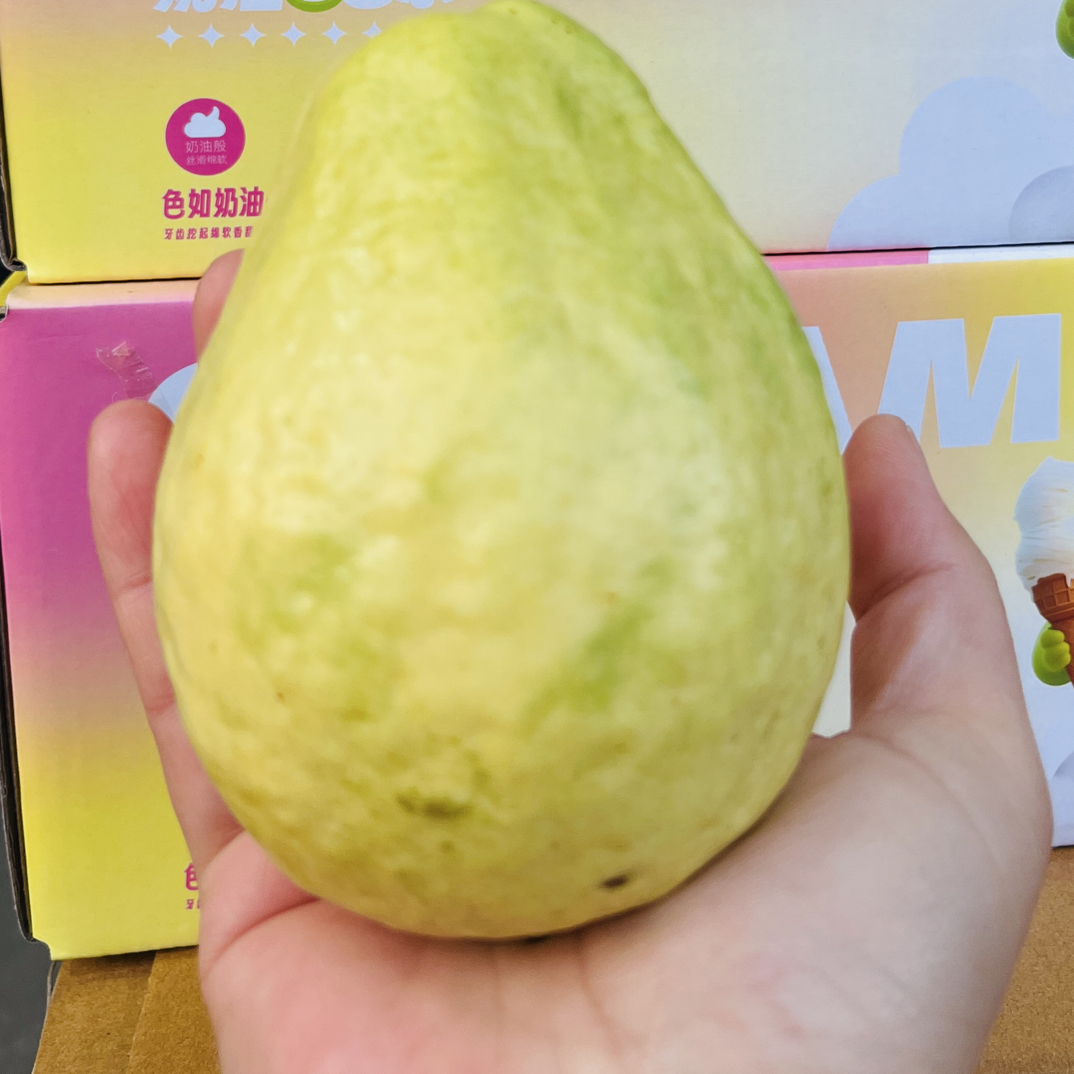 福建白奶油芭乐盒装三斤