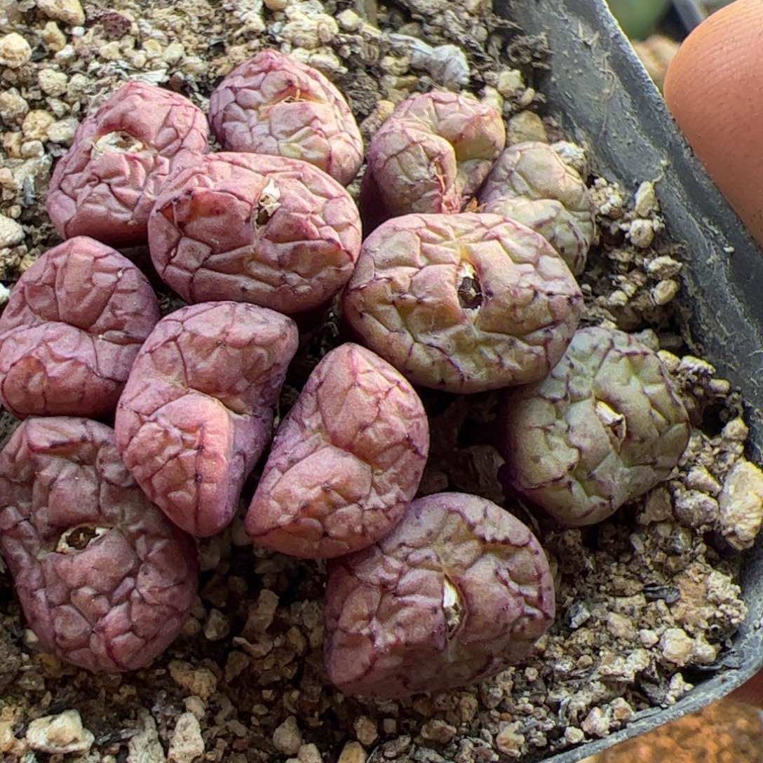 大家过年好22888