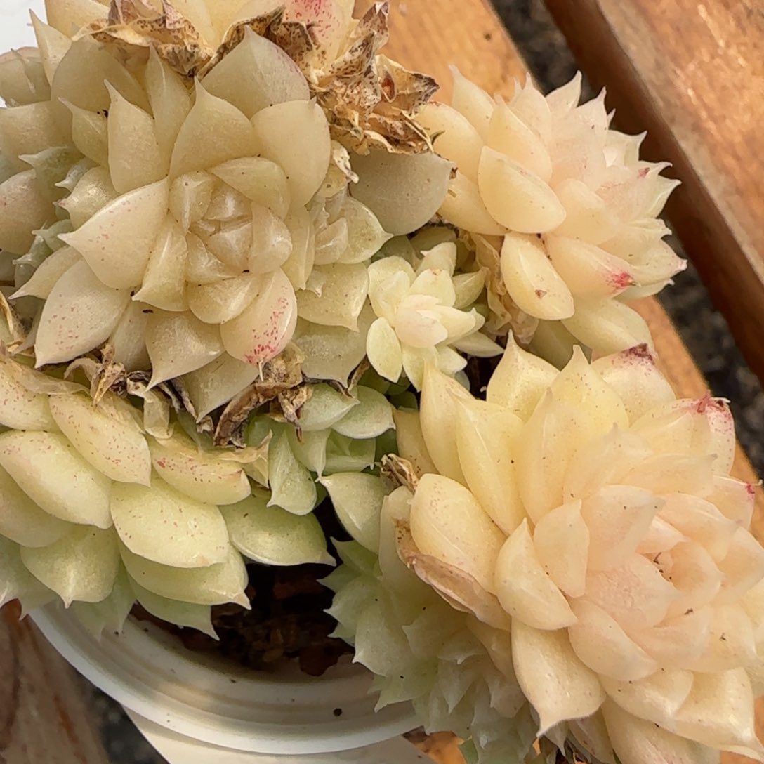 花语逸境0223-250散