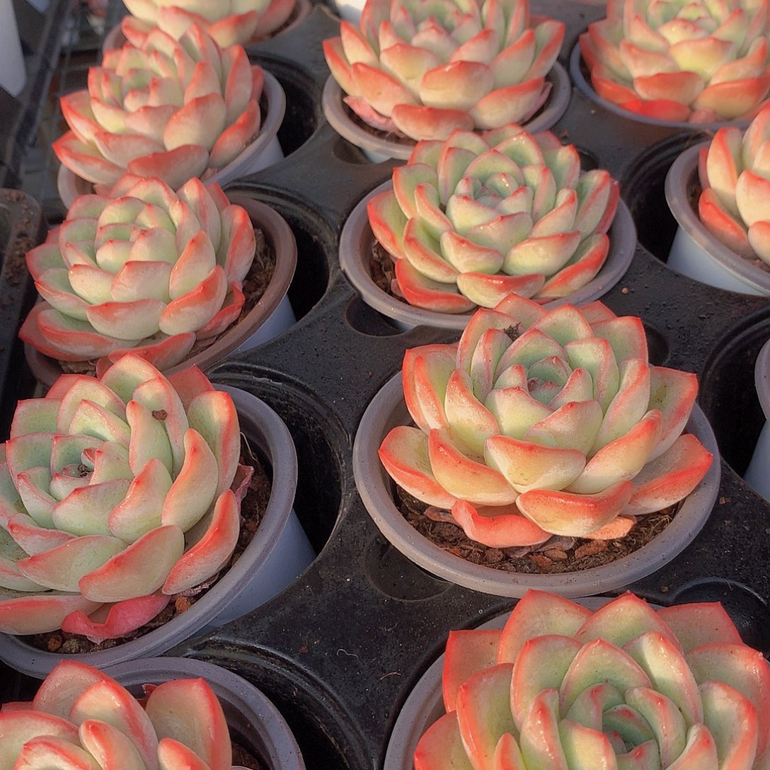 泡芙3567788999900000