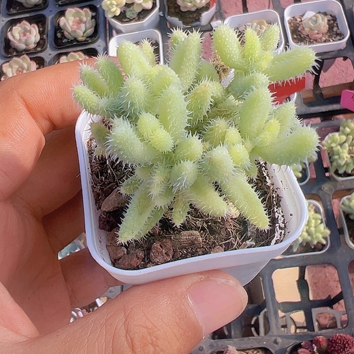 雷童锦精品多肉植物