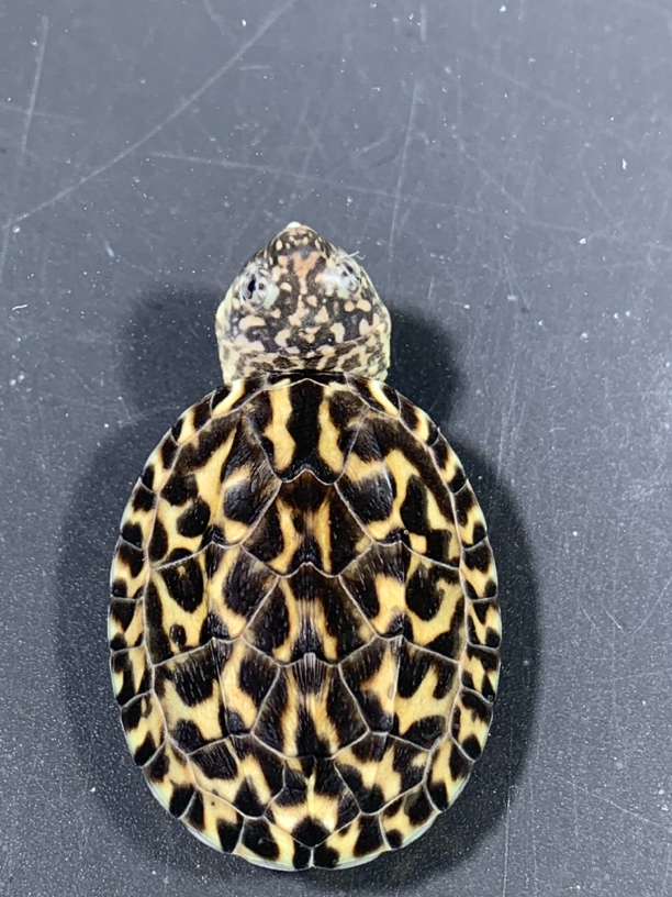 2025年墨西哥蛋龟苗窄桥蛋龟苗小种红面苗头盔果核巨头剃刀麝香苗