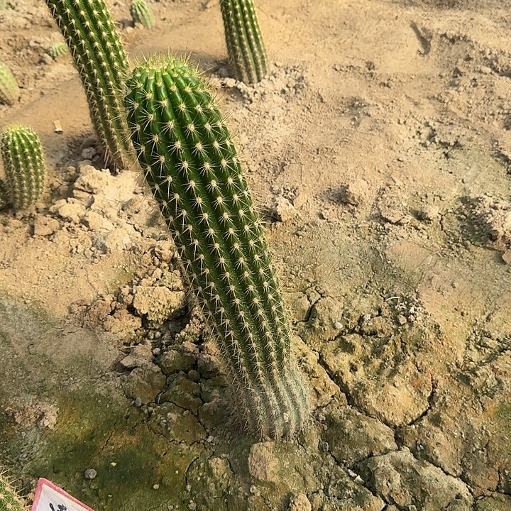 用***起毛花柱仙人球5米开花