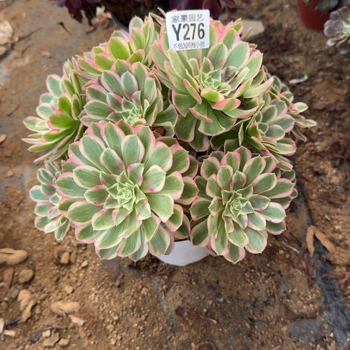 276孔雀翎官服25左右2