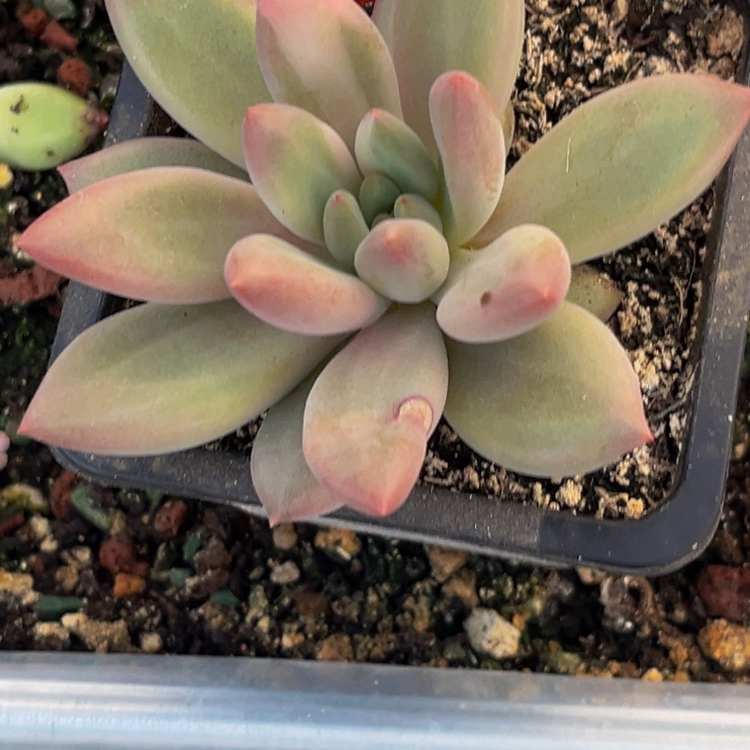 ?*崽9030下午多肉植物群生