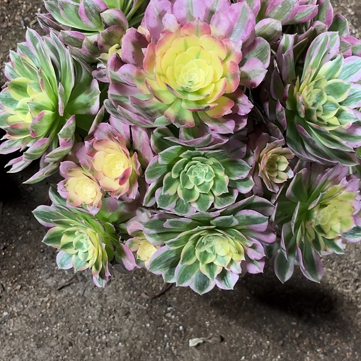 若***兰多肉植物海仙锦…………