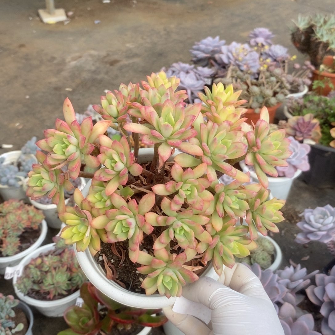 0359小叮当锦一物一拍