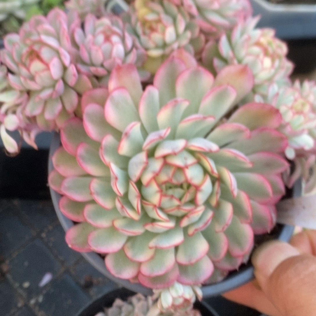 374黄覆轮梦幻玫瑰锦锦锦锦锦锦