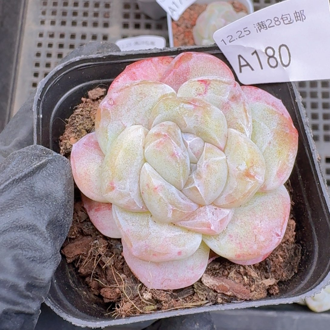 冰玉一颗石化单头带盆带土