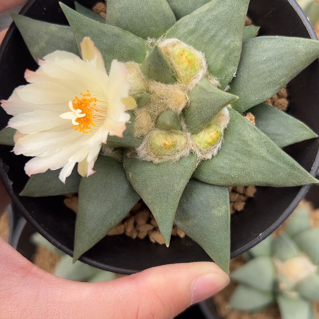 完全开放亚成株龙牙gg