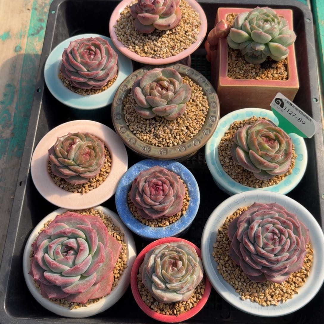 从前慢多肉精选编号1127.89