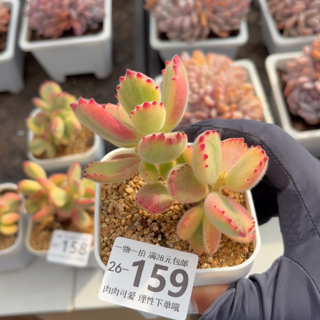 白熊无盆土发货呀