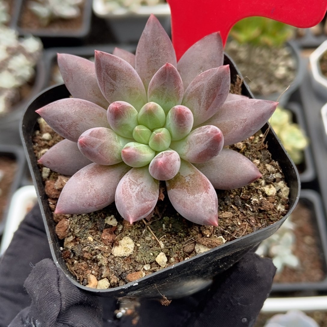 832车厘子多肉植物保护