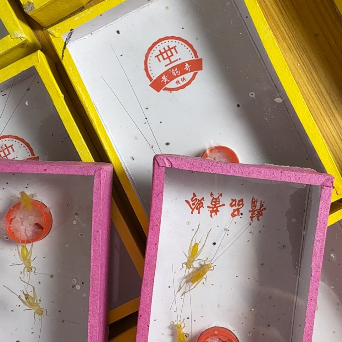 笑**边拍下发2盒小黄龄