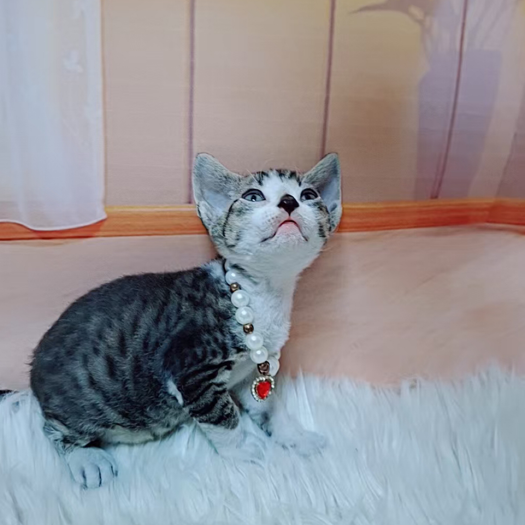 木子猫舍精品德文宠物猫