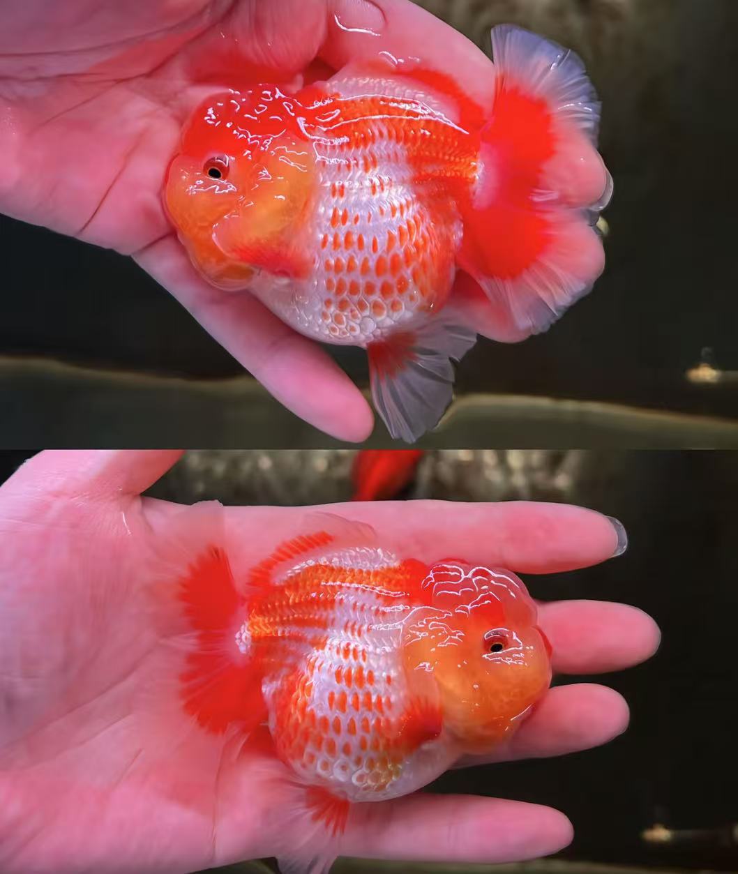 主打性价比精品观赏鱼主营百褶泰师短尾泰师玛丽花色齐全健康呆萌