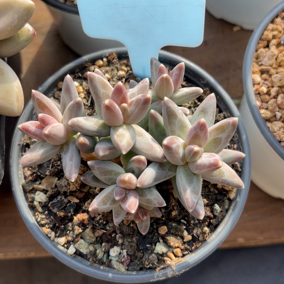 凤羽111111111111111111