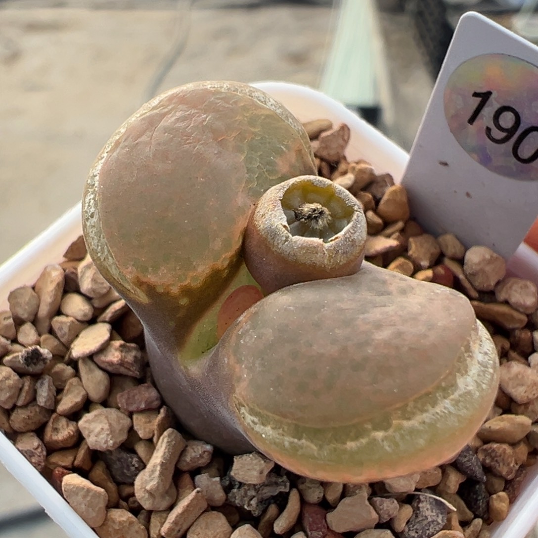 特价大型红风铃母本一物一拍